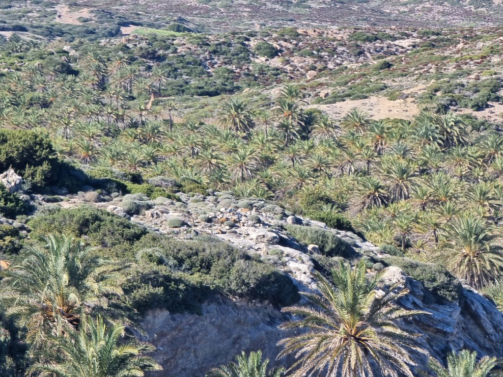 Phoenix theophrasti 'Crete'