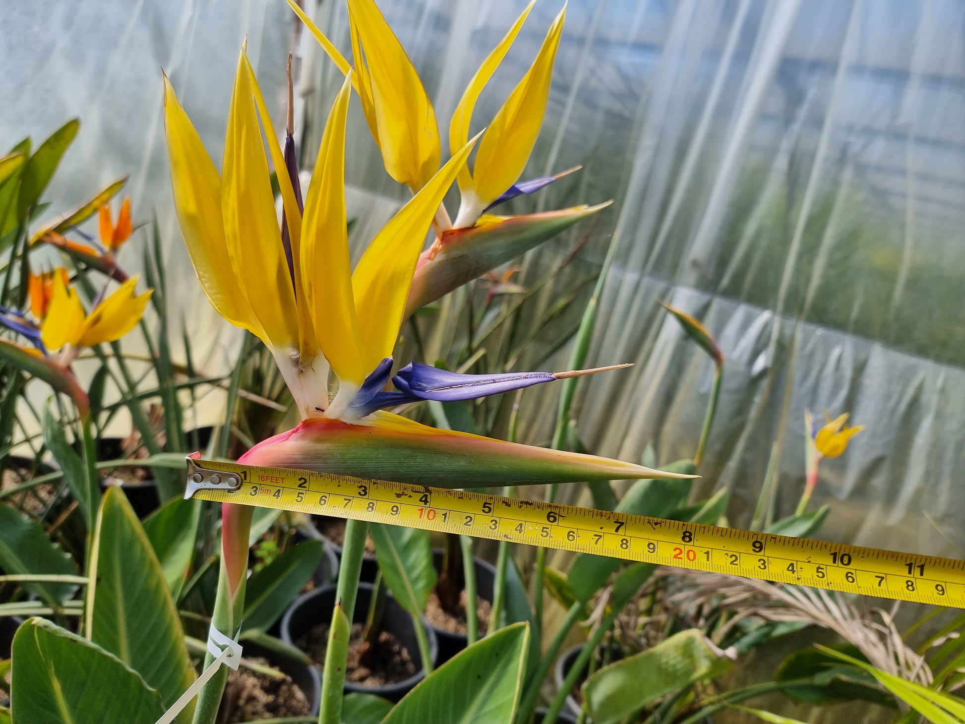 Strelitzia reginae cv. Mandela's Gold