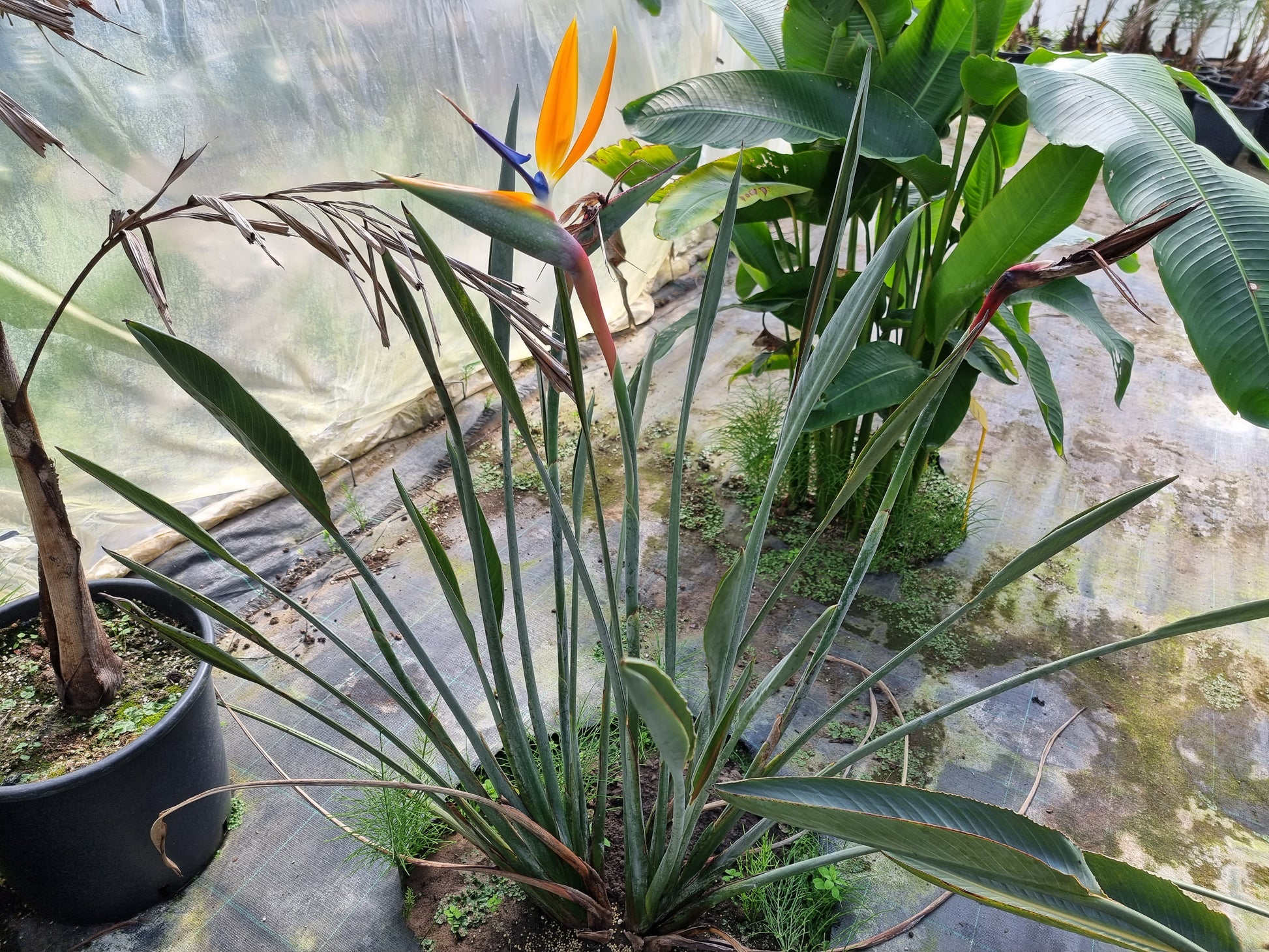 Strelitzia cv. Parvifolia acute