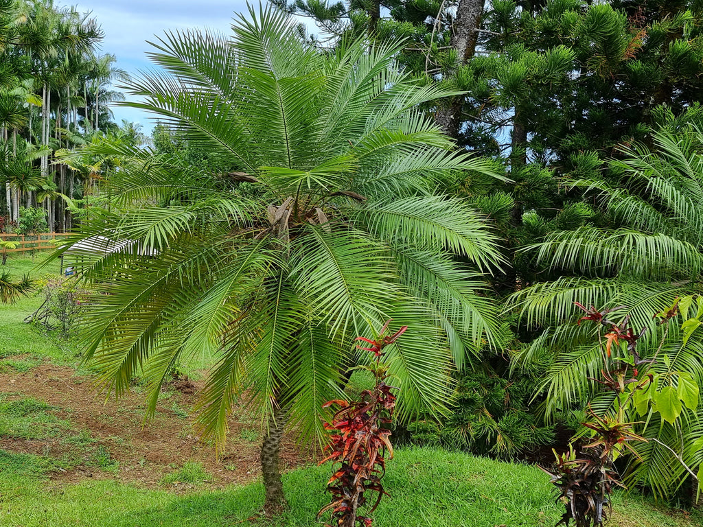 Phoenix roebelenii
