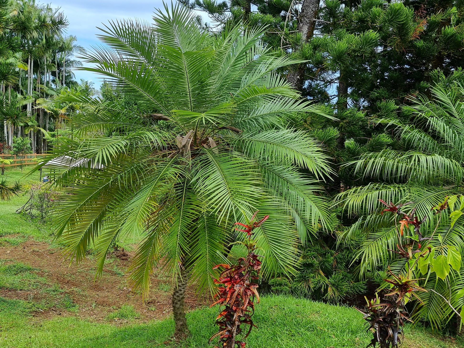 Phoenix roebelenii