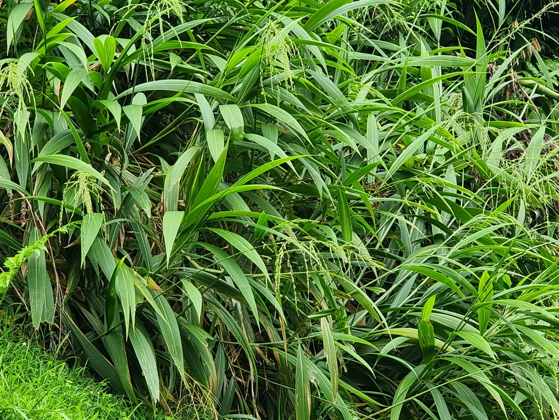 Setaria palmifolia