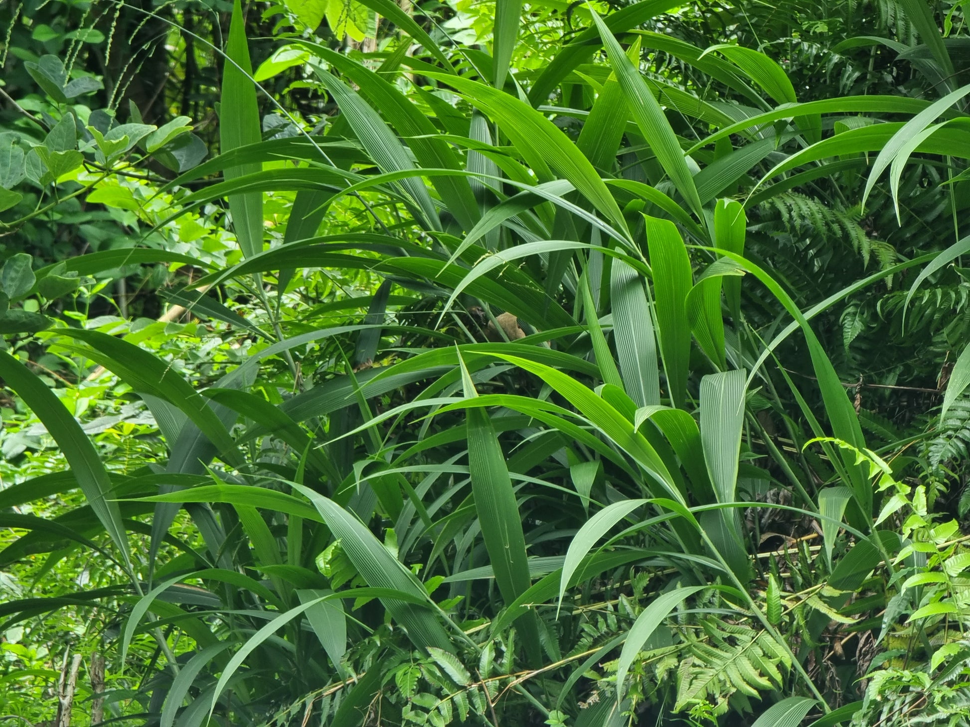 Setaria palmifolia