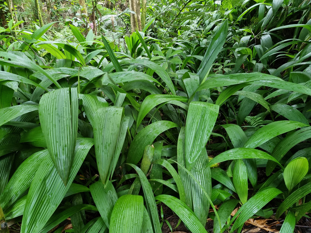 Setaria palmifolia