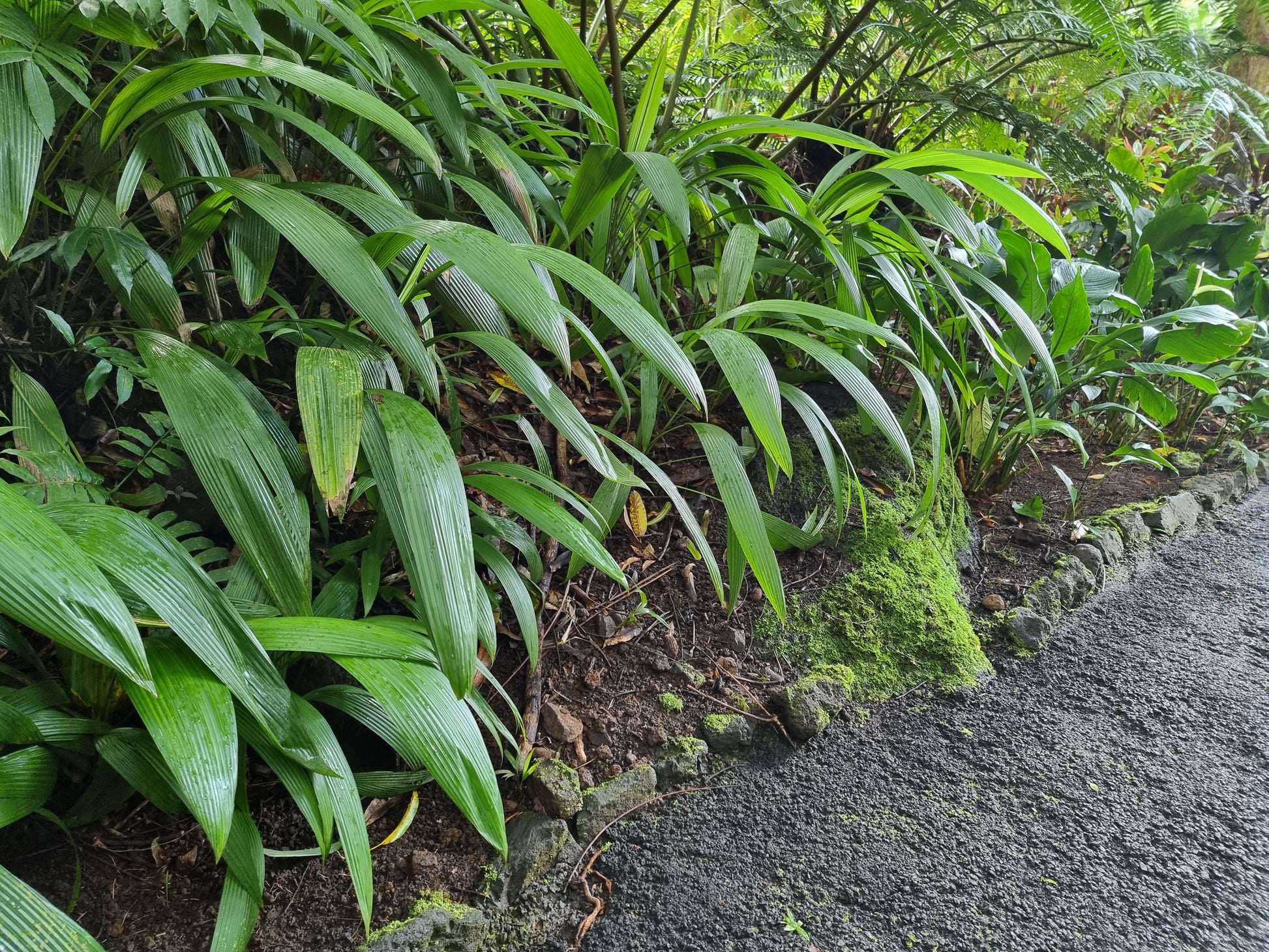 Setaria palmifolia