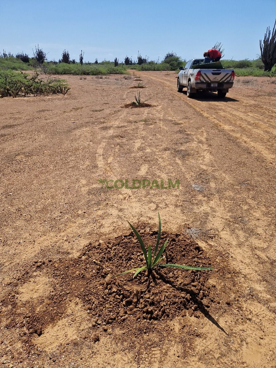 Sabal lougheediana