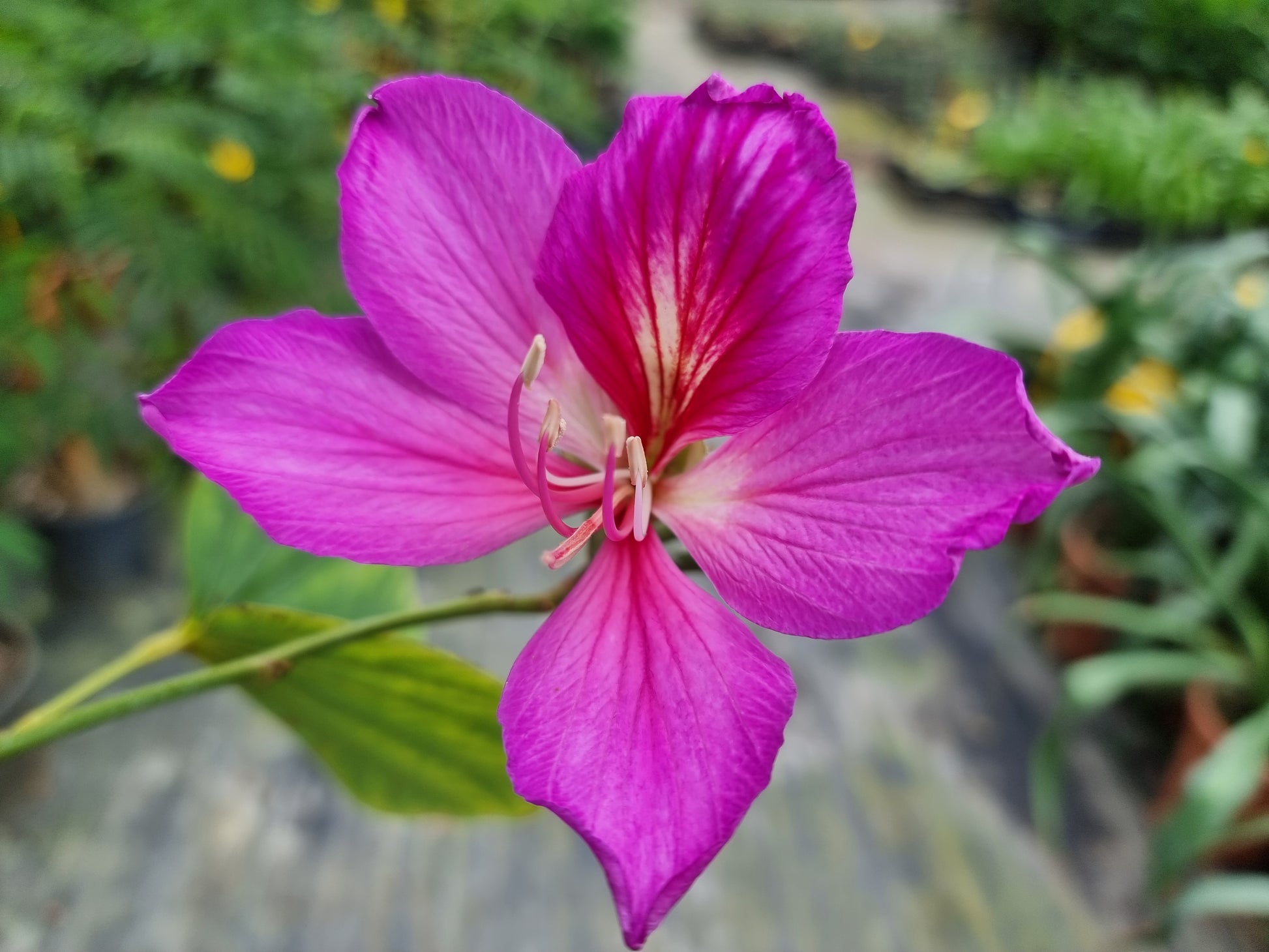Bauhinia purpurea ⚠️ Not shippable, pick-up only