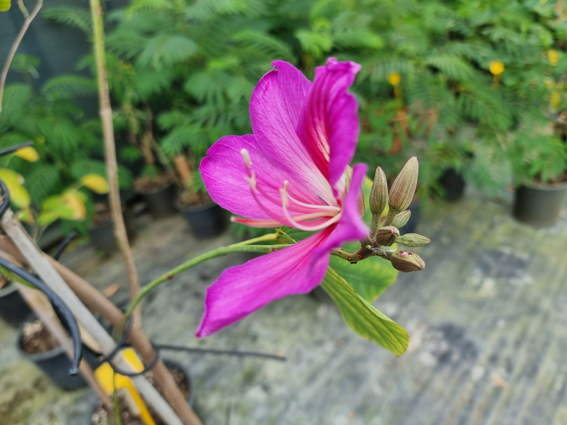 Bauhinia purpurea ⚠️ Not shippable, pick-up only