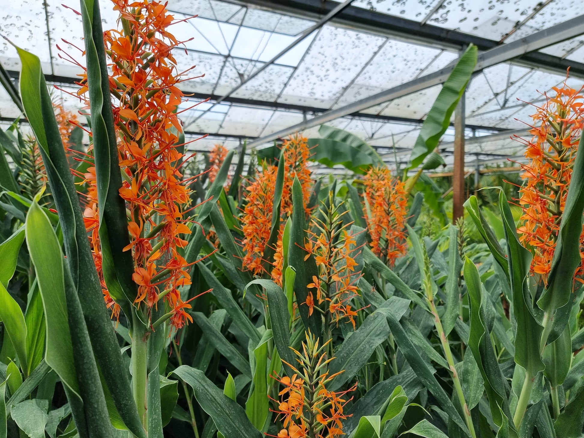 Hedychium coccineum 'aurantiacum'