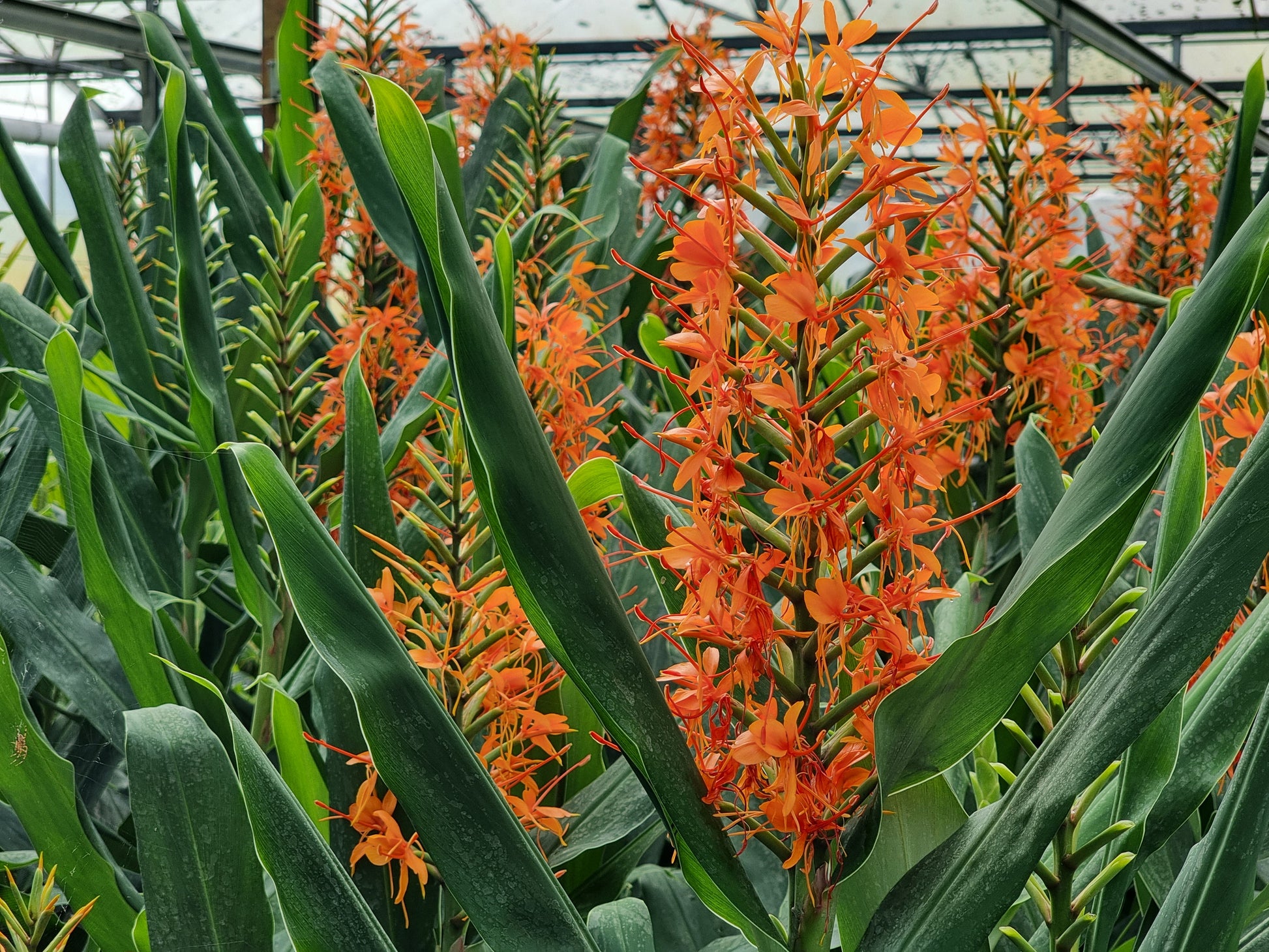 Hedychium coccineum 'aurantiacum'