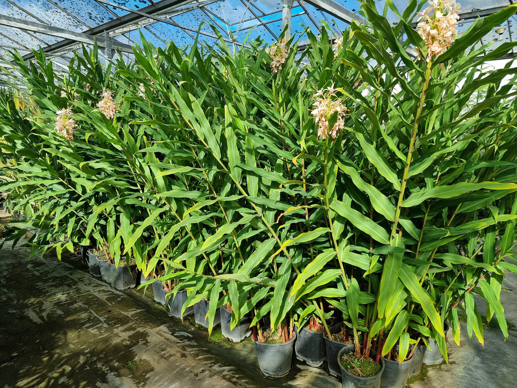 Hedychium cv. Samsheri