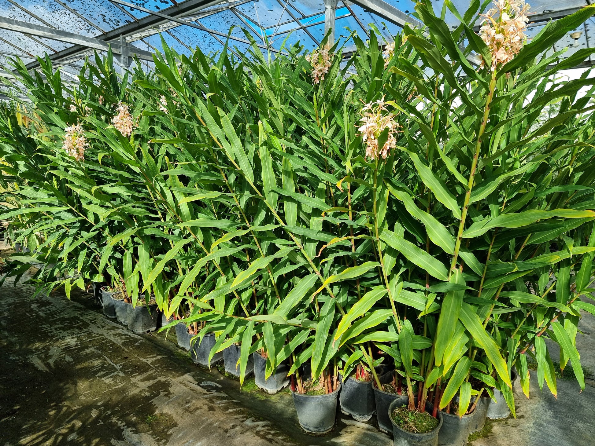 Hedychium cv. Samsheri