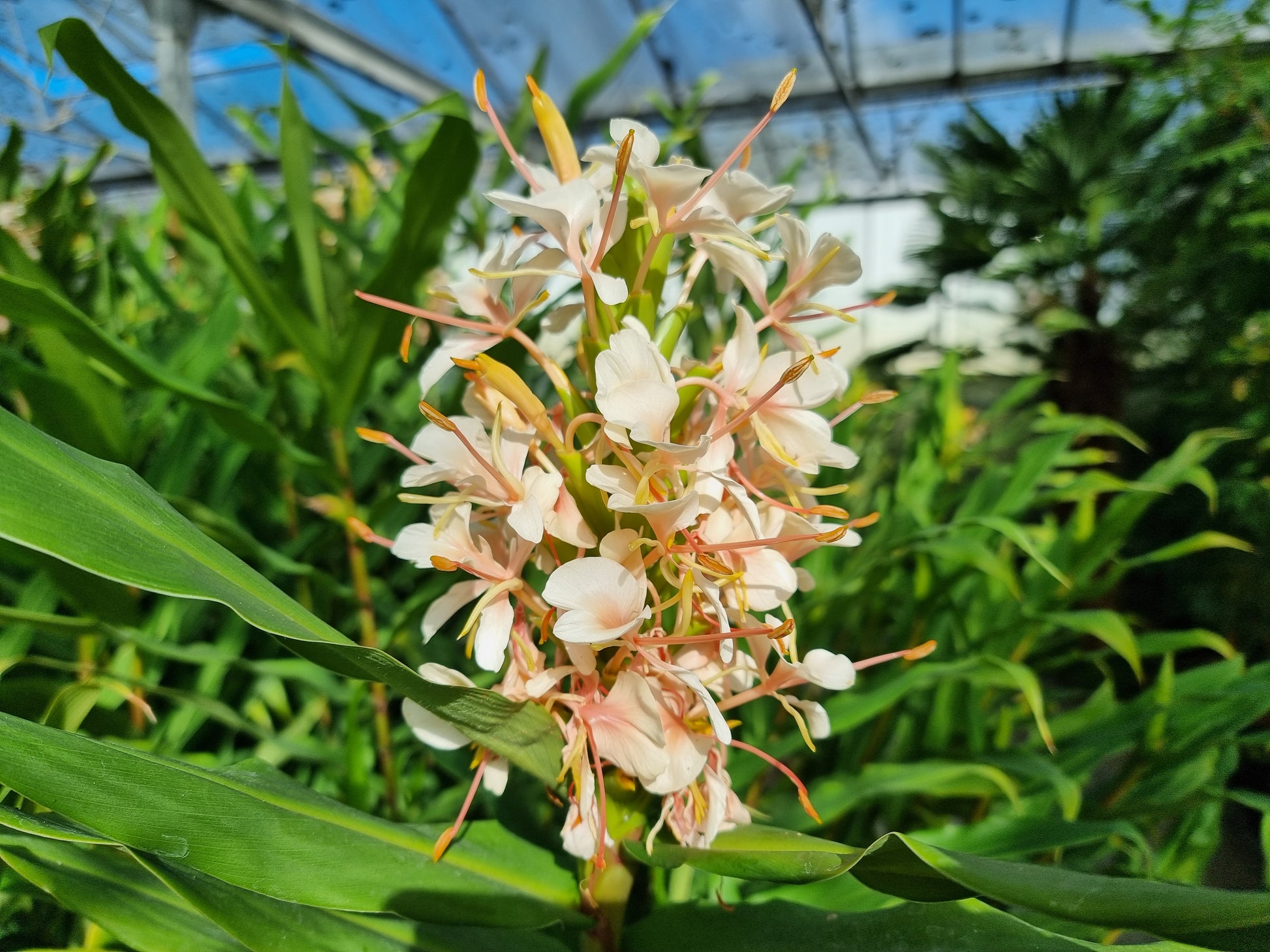 Hedychium cv. Samsheri