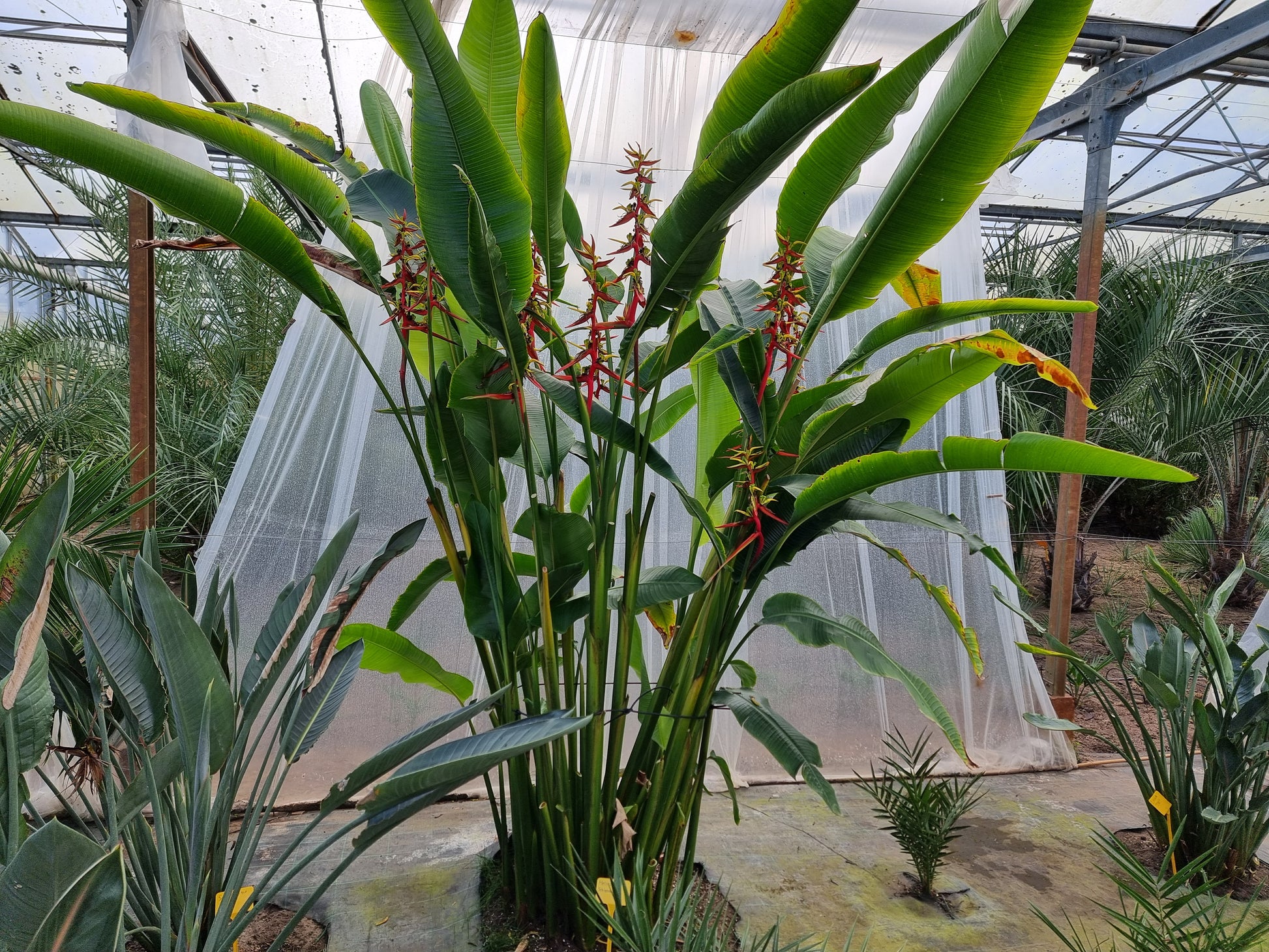Heliconia schiedeana