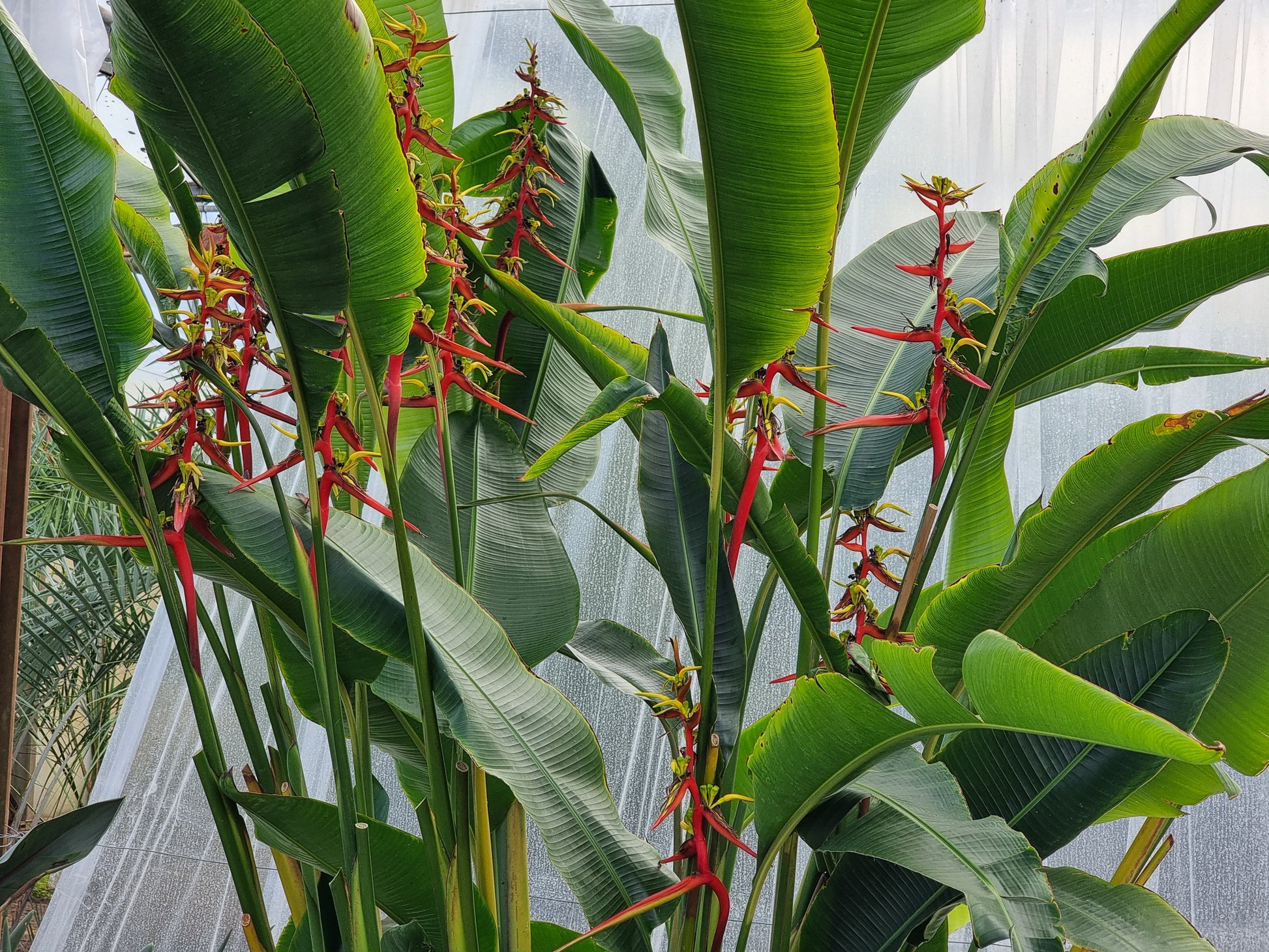 Heliconia schiedeana