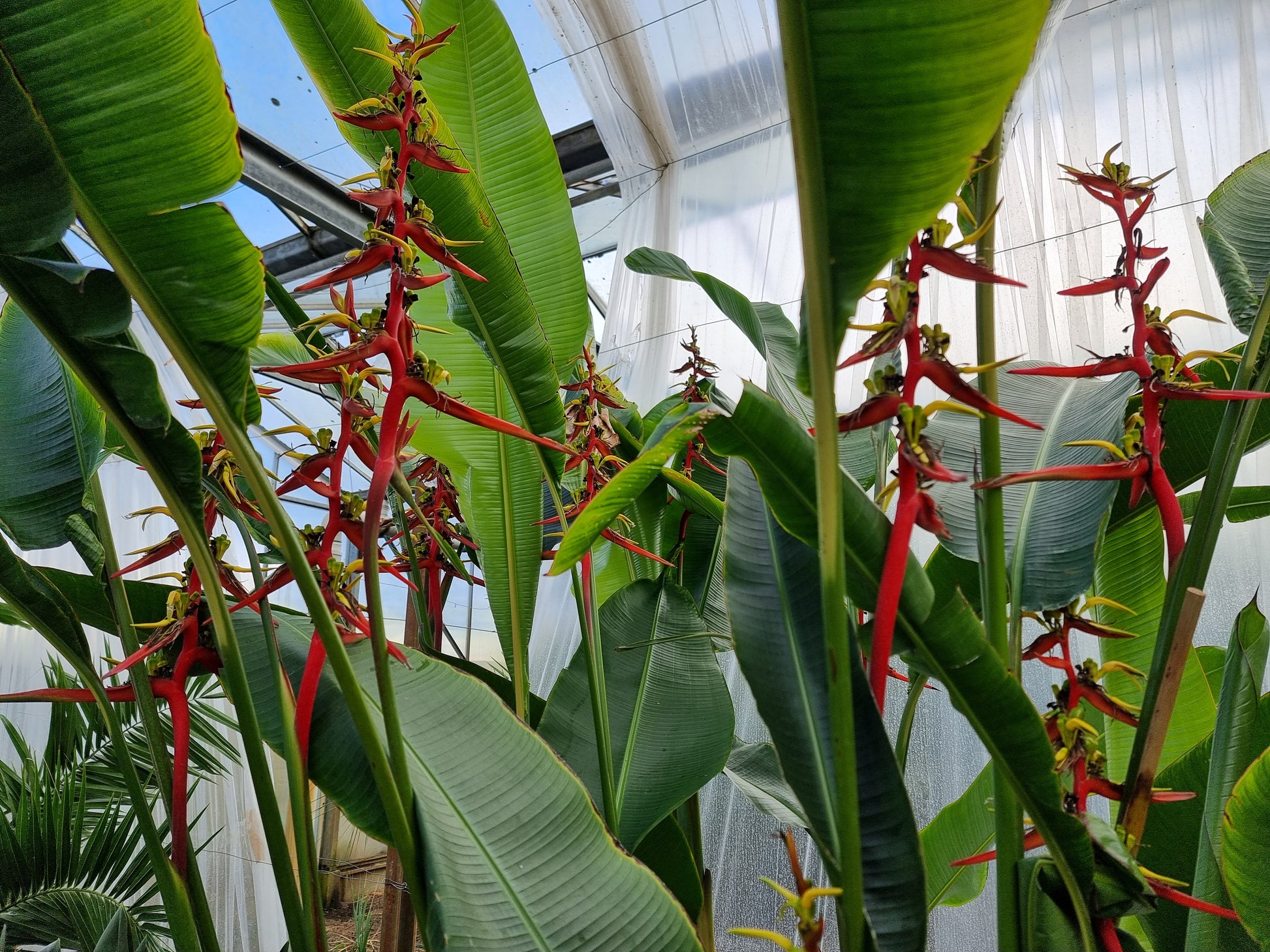 Heliconia schiedeana