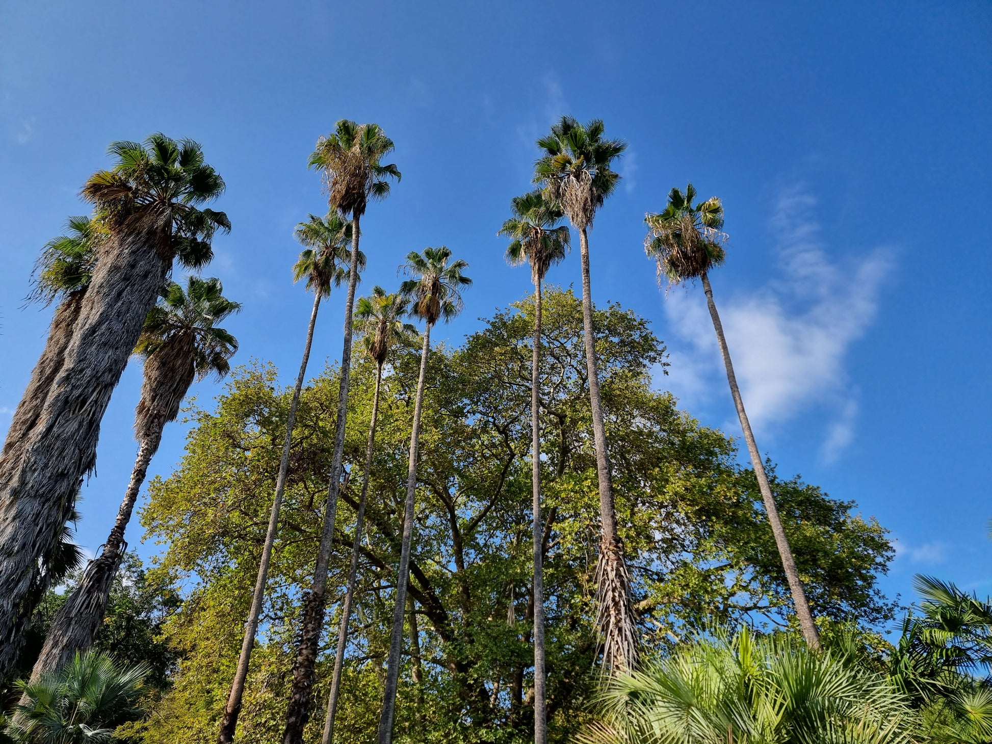 Washingtonia robusta