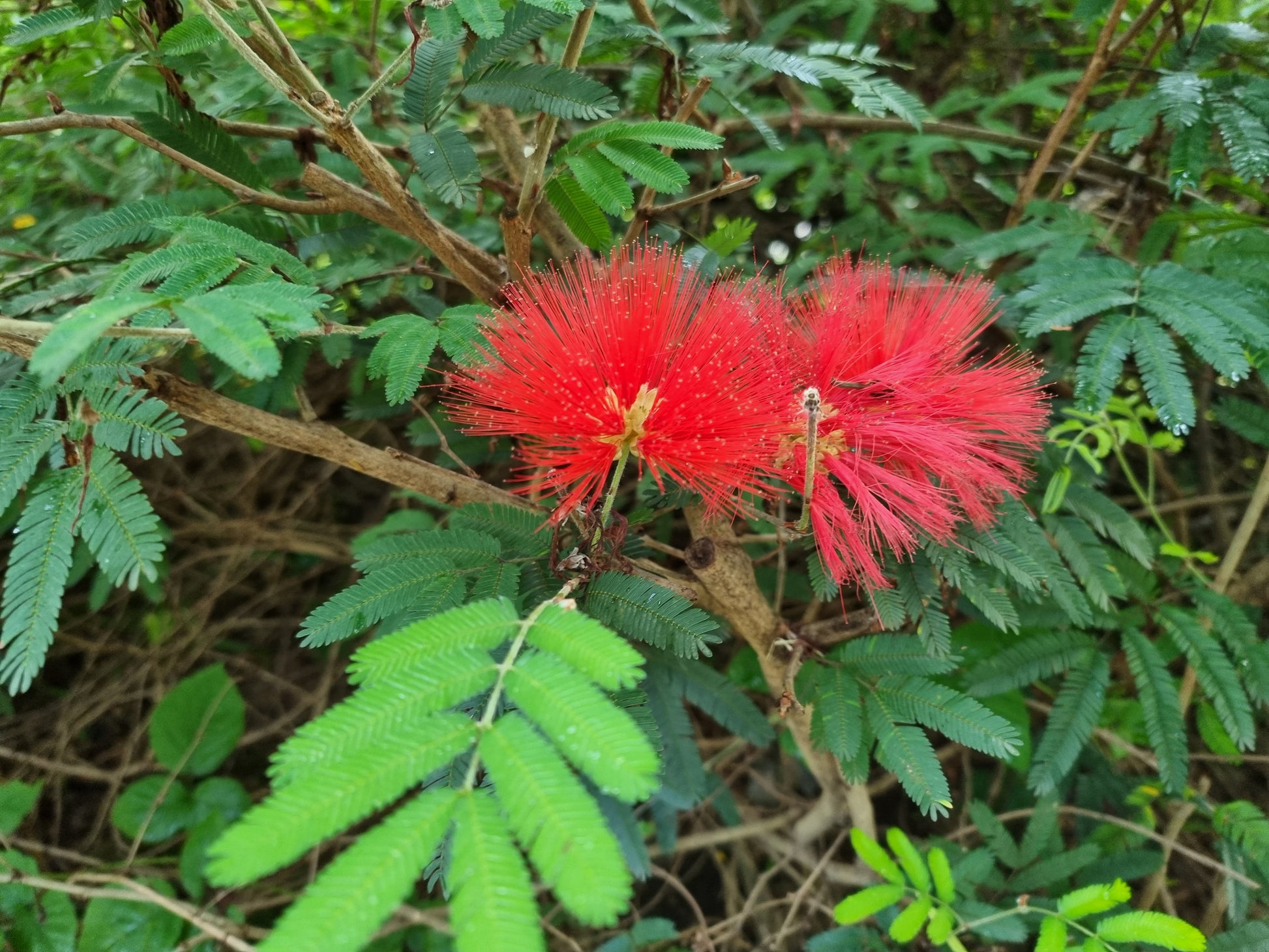 Calliandra tweediei ⚠️ Not shippable, pick-up only