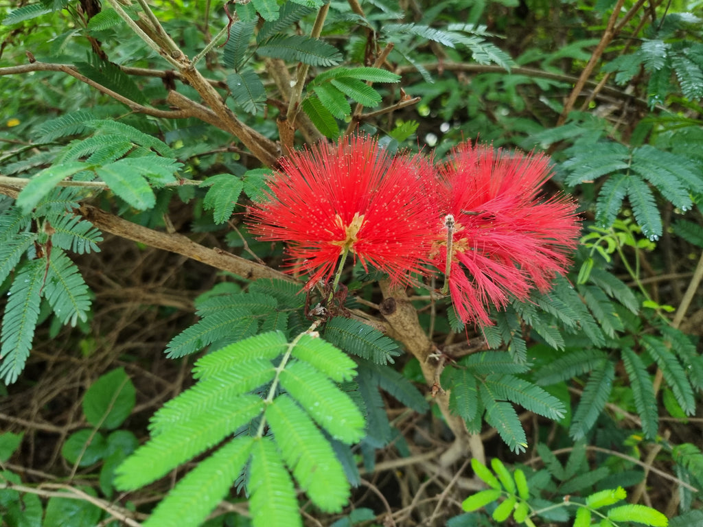 Calliandra tweediei ⚠️ Not shippable, pick-up only