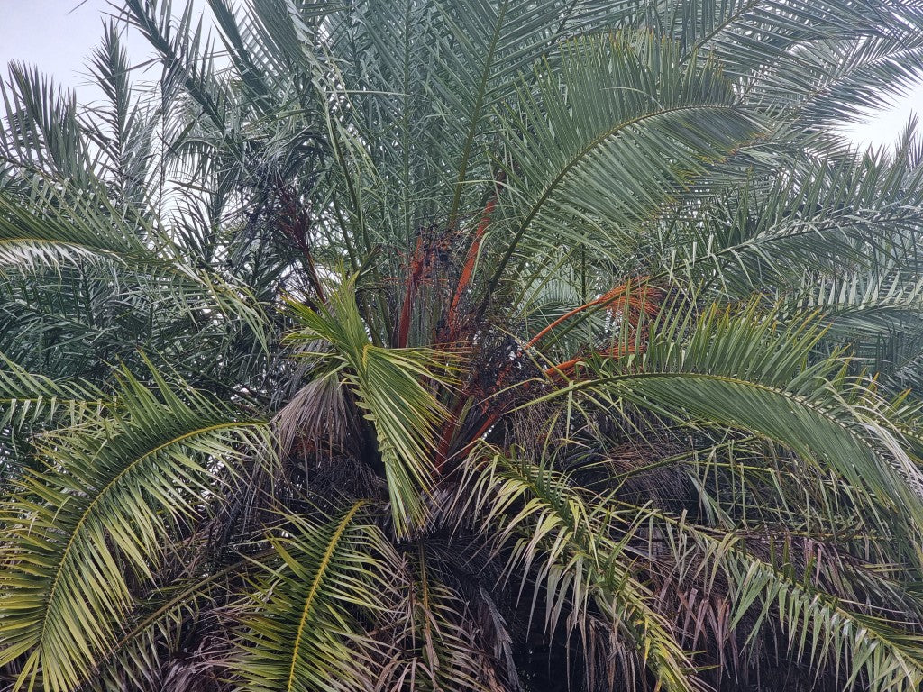 Phoenix theoprasti var. Golkoy