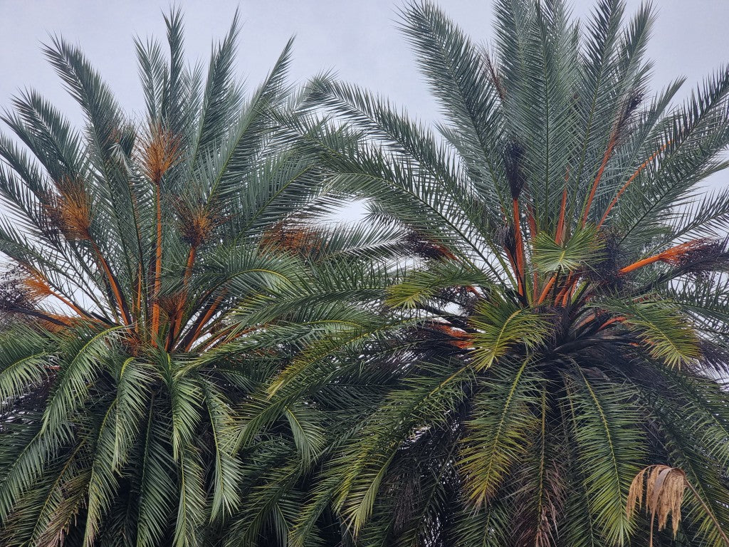 Phoenix theoprasti var. Golkoy