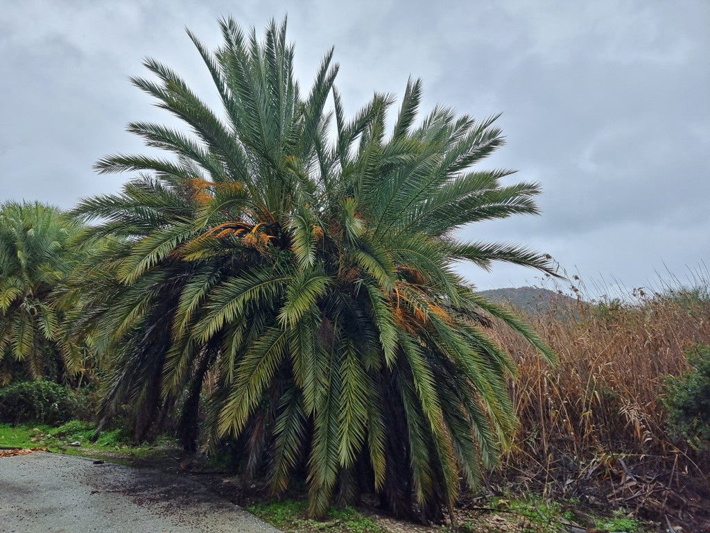 Phoenix theoprasti var. Golkoy