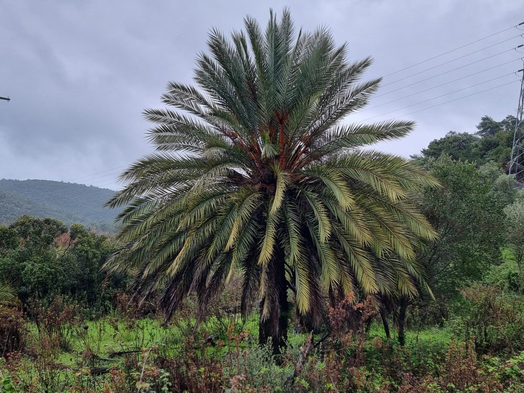 Phoenix theoprasti var. Golkoy