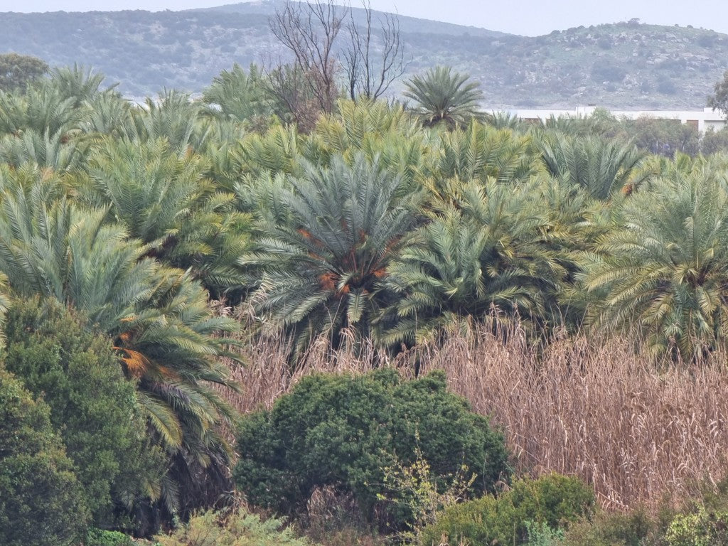 Phoenix theoprasti var. Golkoy