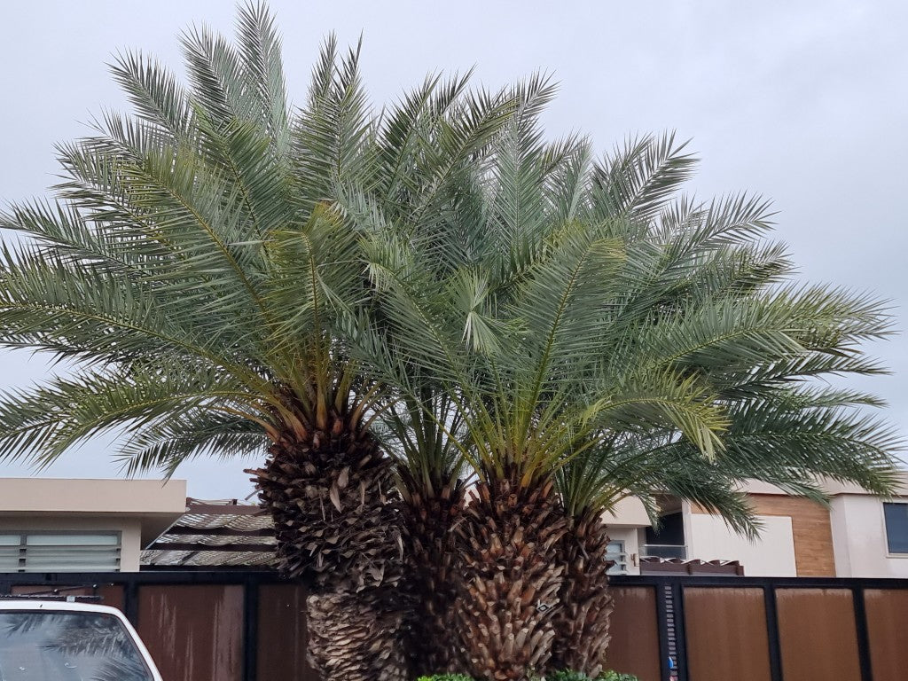 Phoenix theoprasti var. Golkoy