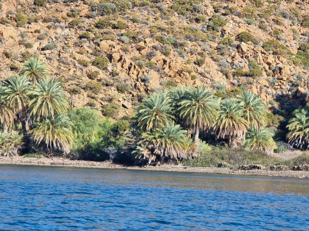 Phoenix theophrasti 'Datca'