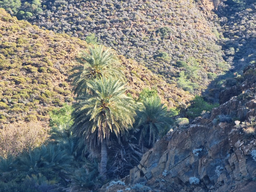 Phoenix theophrasti 'Datca'