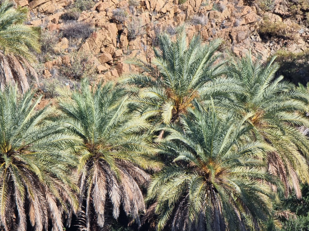 Phoenix theophrasti 'Datca'