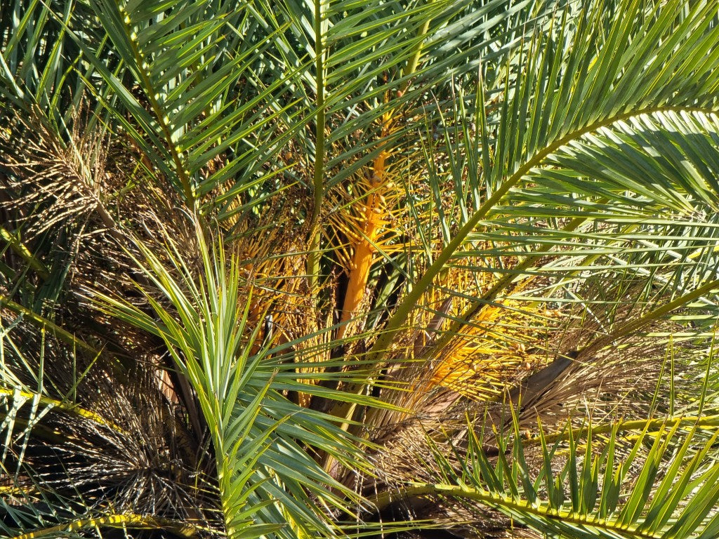 Phoenix theophrasti 'Datca'