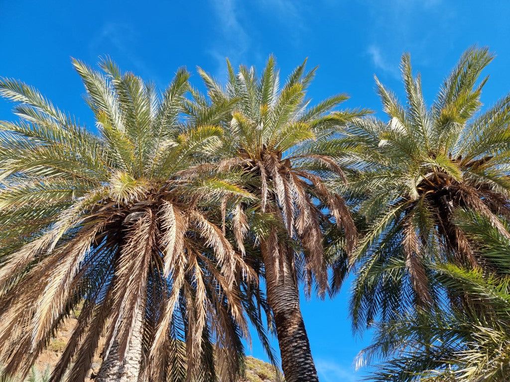 Phoenix theophrasti 'Datca'