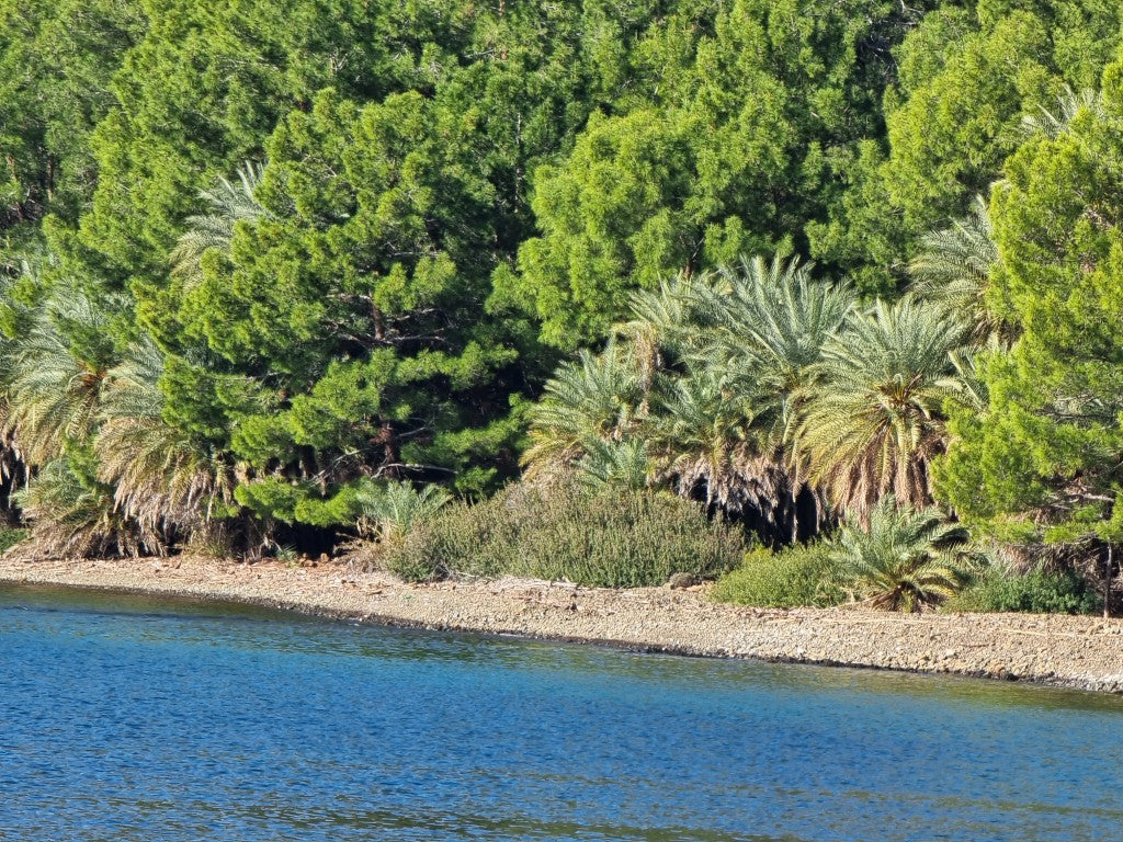 Phoenix theophrasti 'Datca'