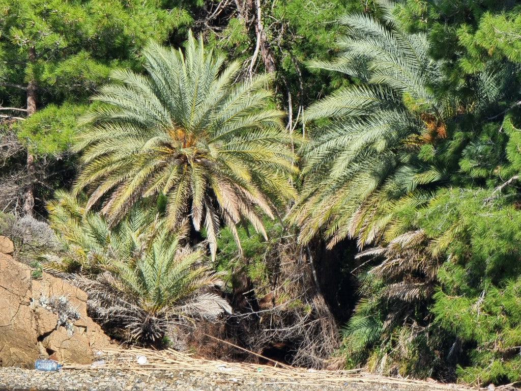 Phoenix theophrasti 'Datca'