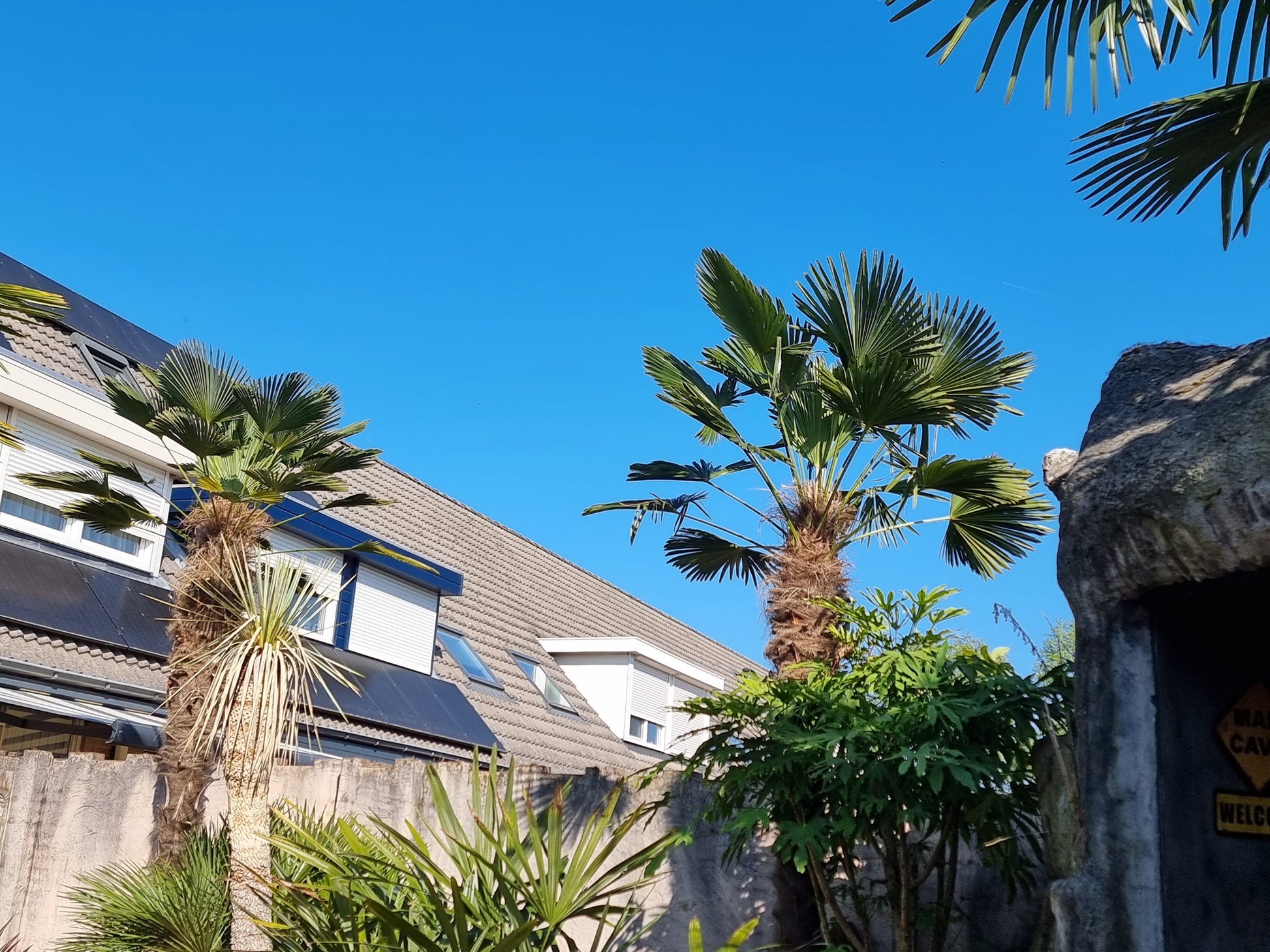 Trachycarpus fortunei var. wagnerianus 3x