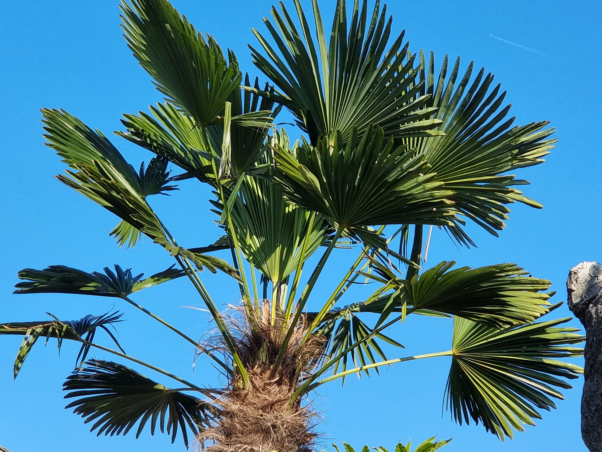 Trachycarpus fortunei var. wagnerianus 3x