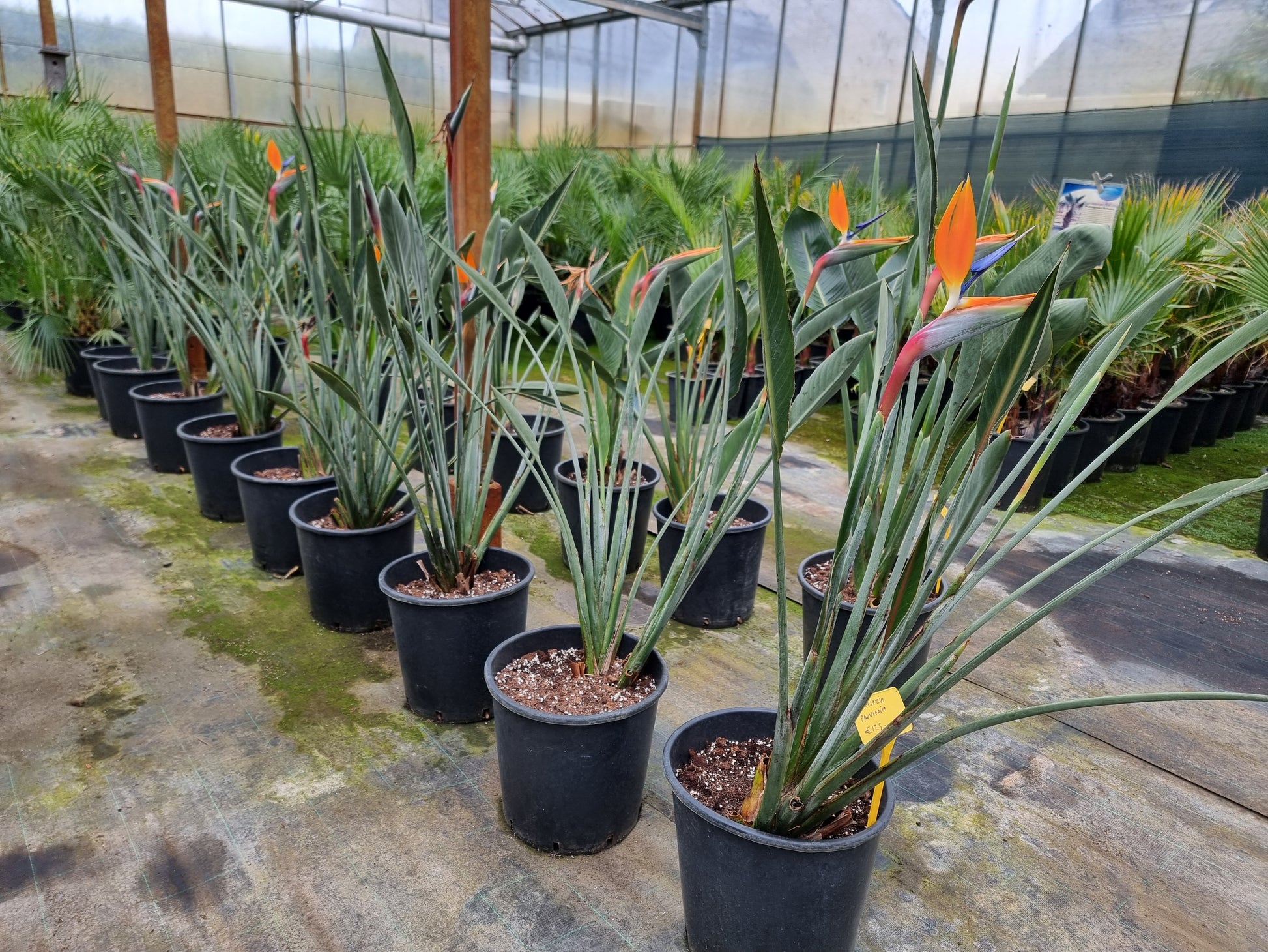 Strelitzia cv. Parvifolia acute