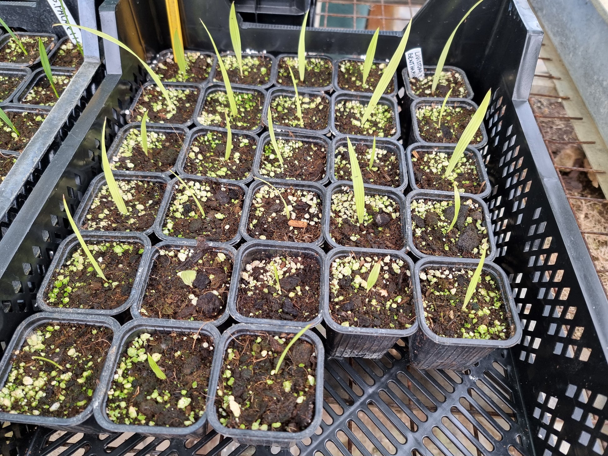 Livistona benthamii 'Golden'