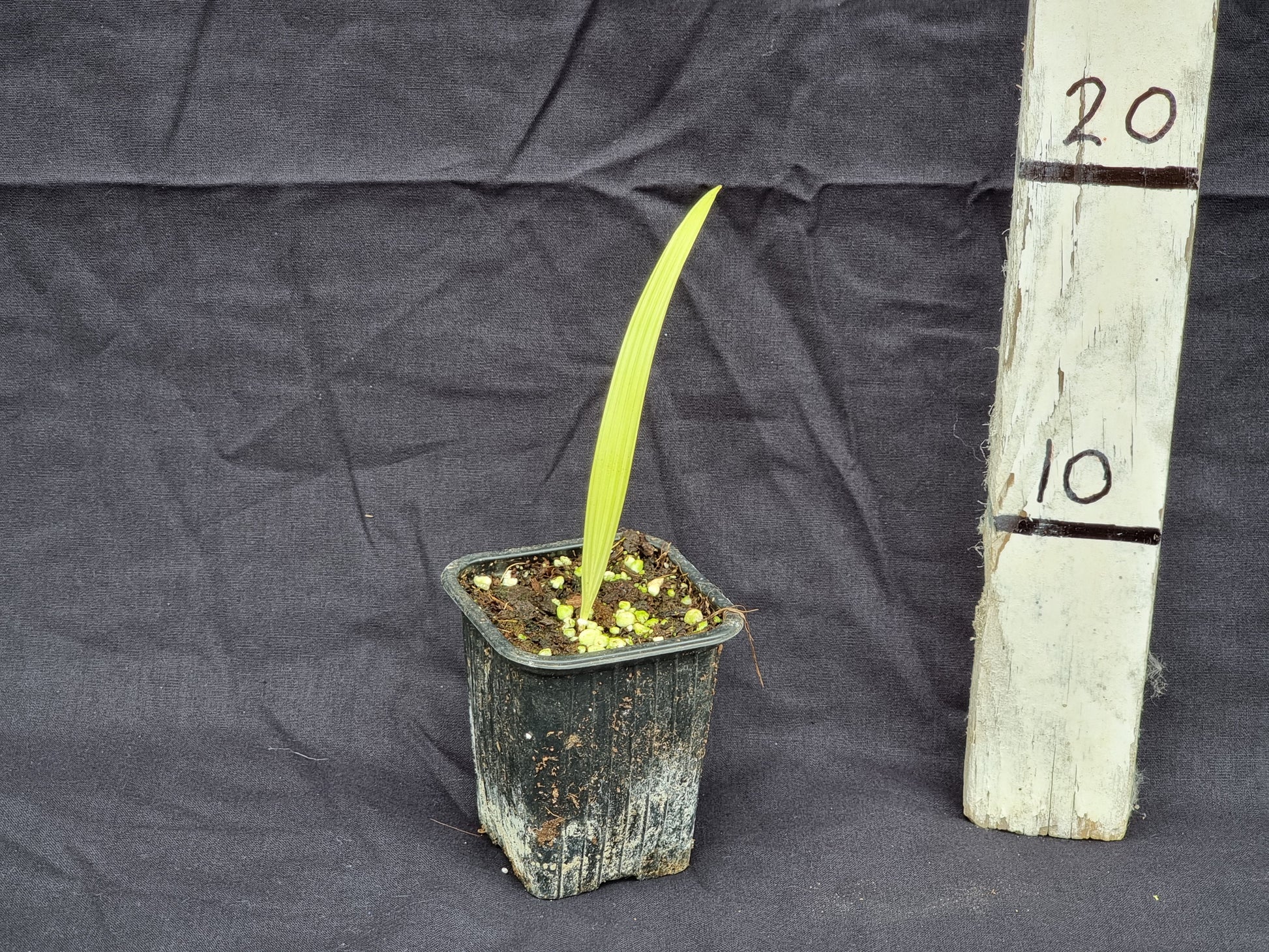 Livistona benthamii 'Golden'