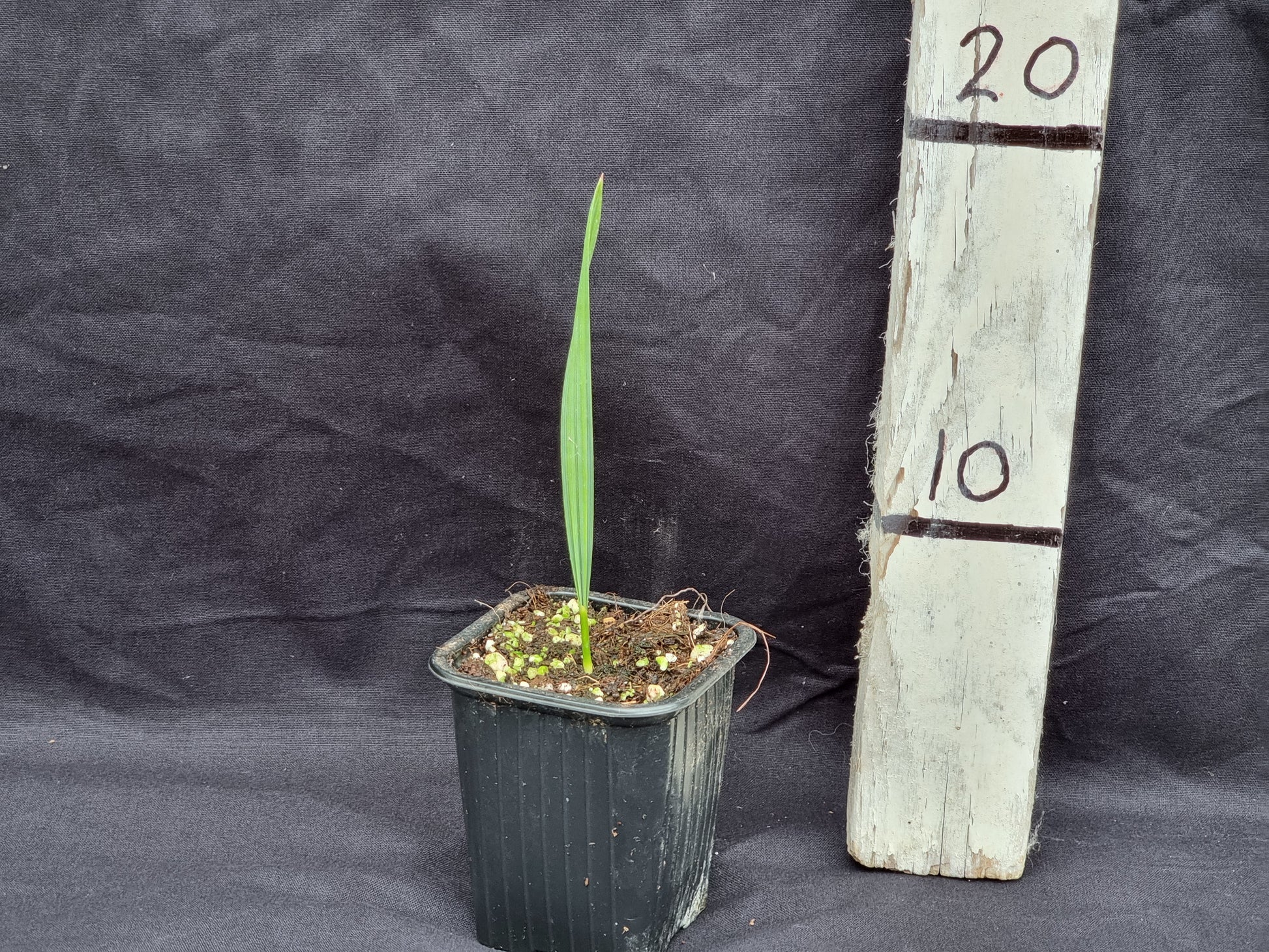 Sabal palmetto