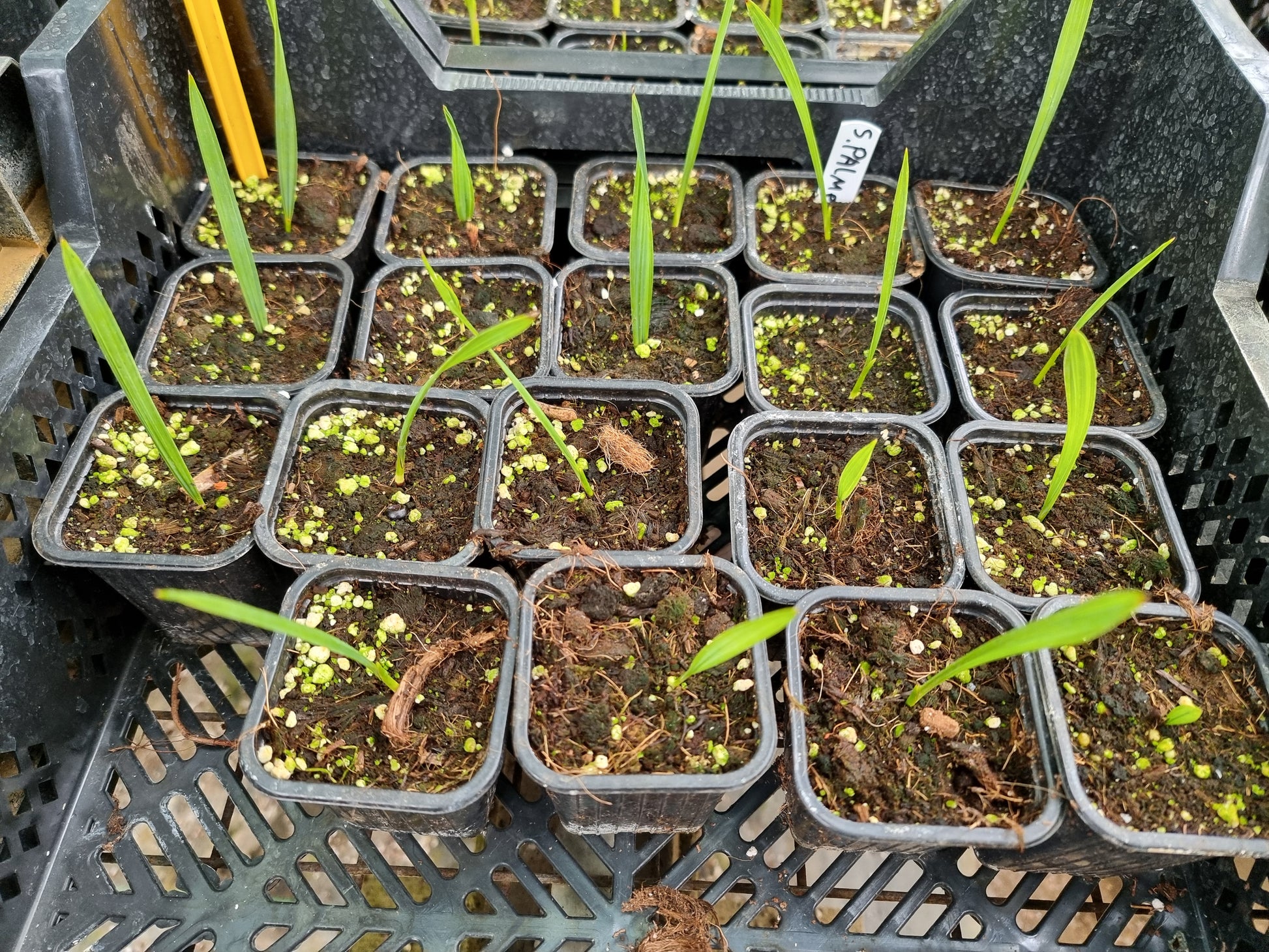 Sabal palmetto