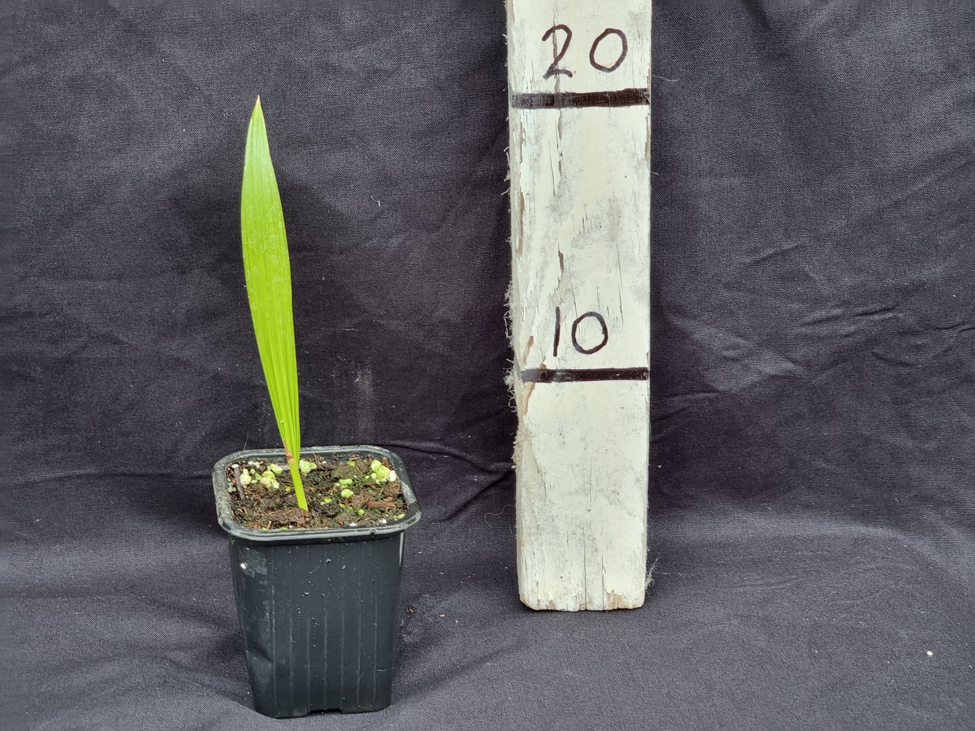 Livistona chinensis