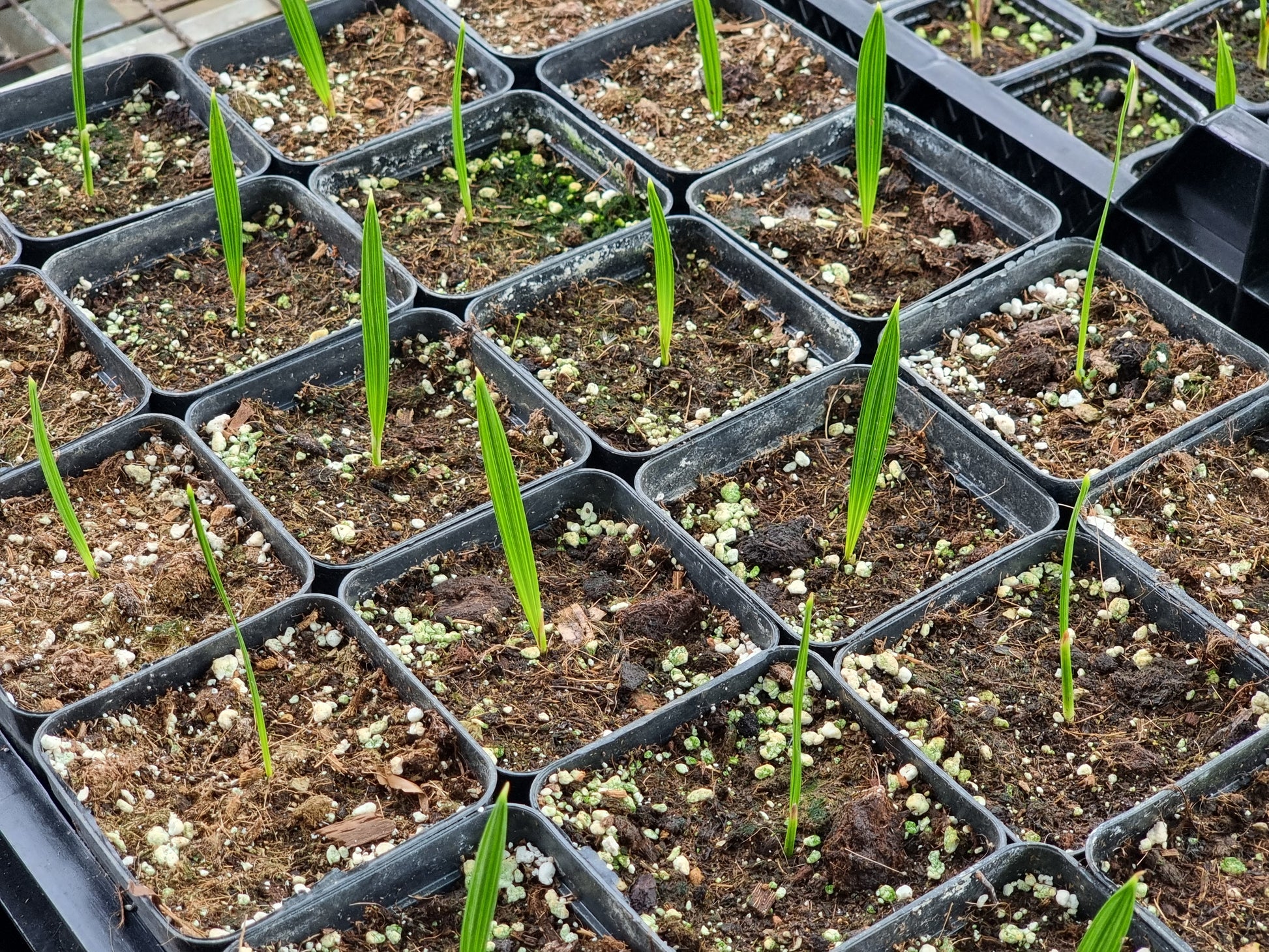 Phoenix dactylifera cv. Safawi