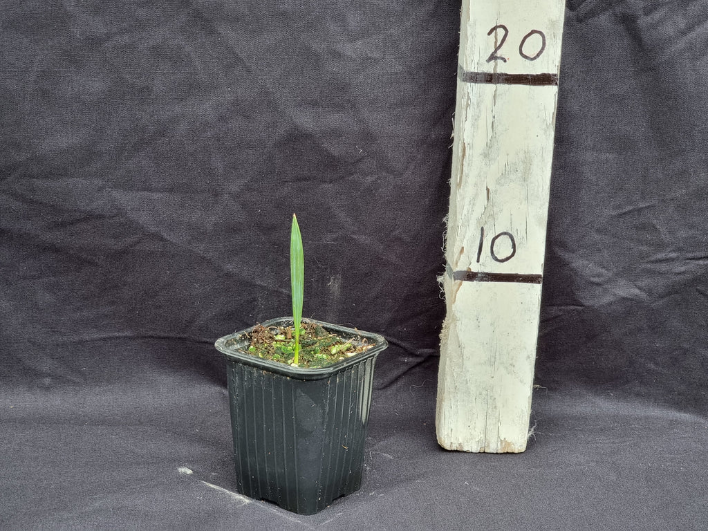 Sabal minor ''Blountstown dwarf''