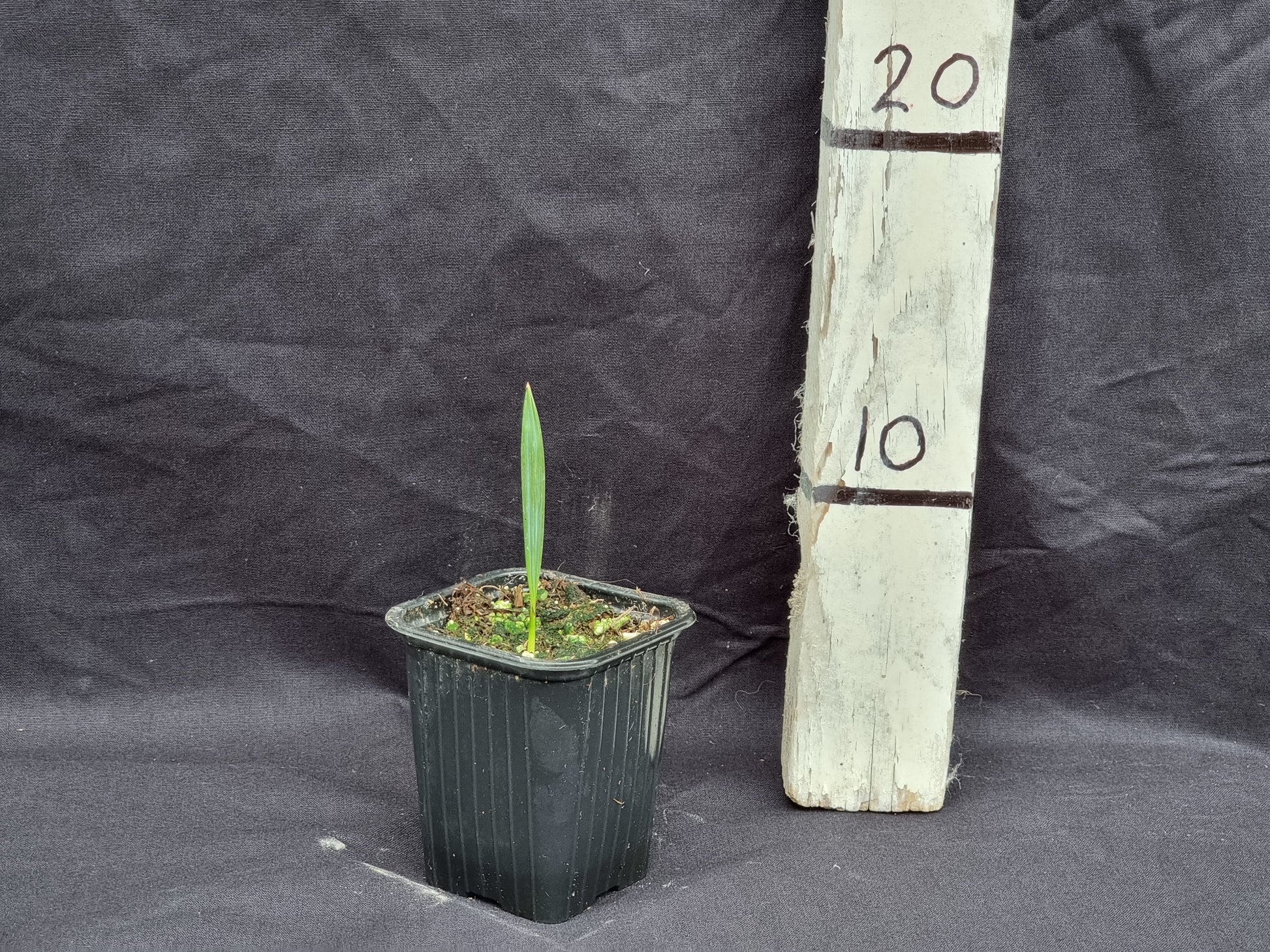 Sabal minor ''Blountstown dwarf''