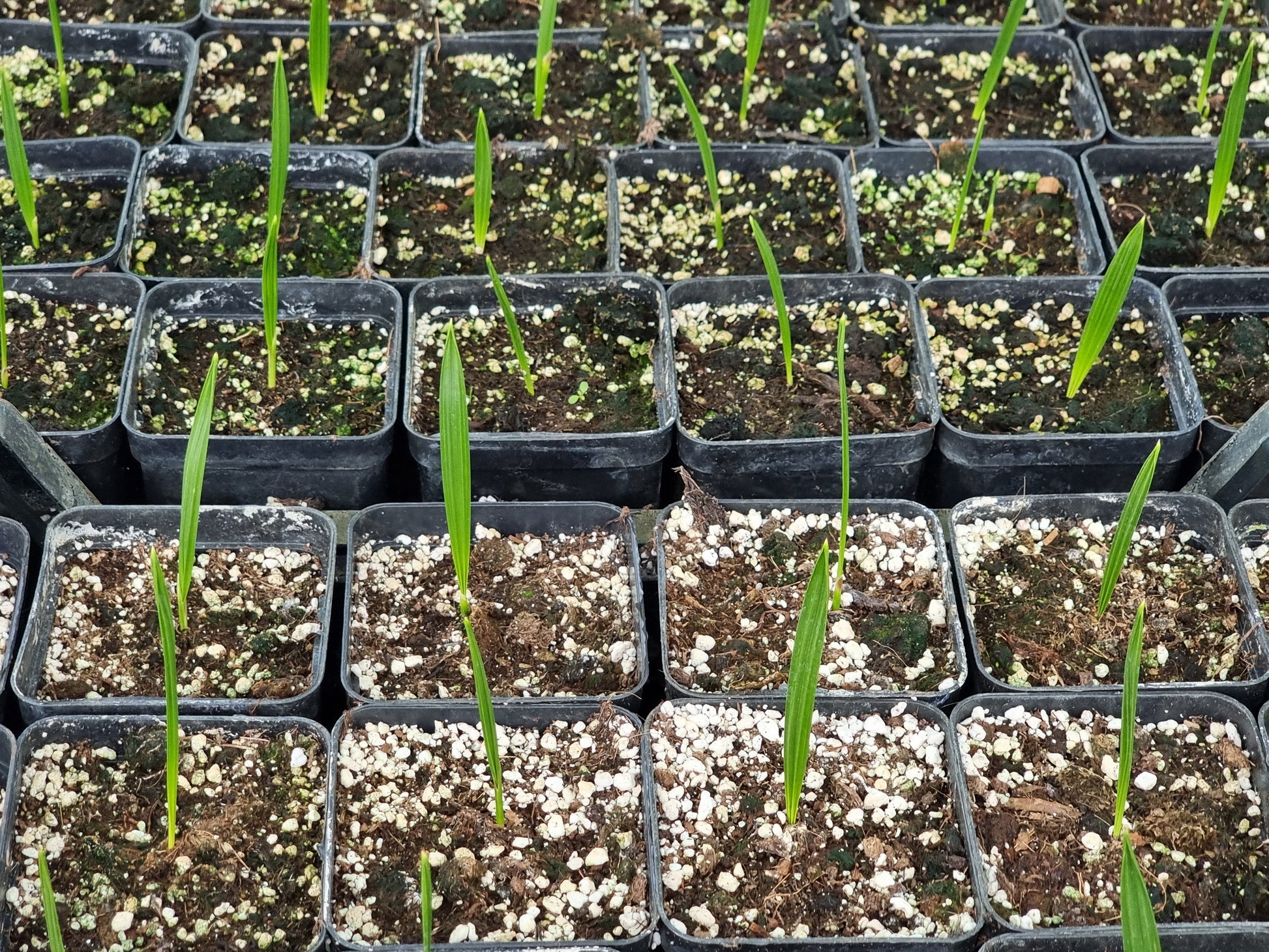 Phoenix dactylifera cv. Behri