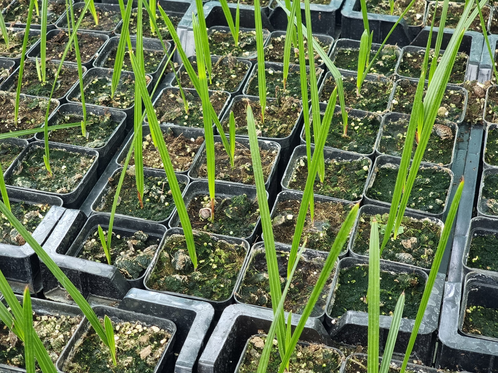 Phoenix canariensis X loureiroi var. Humilis ''Kashmir''