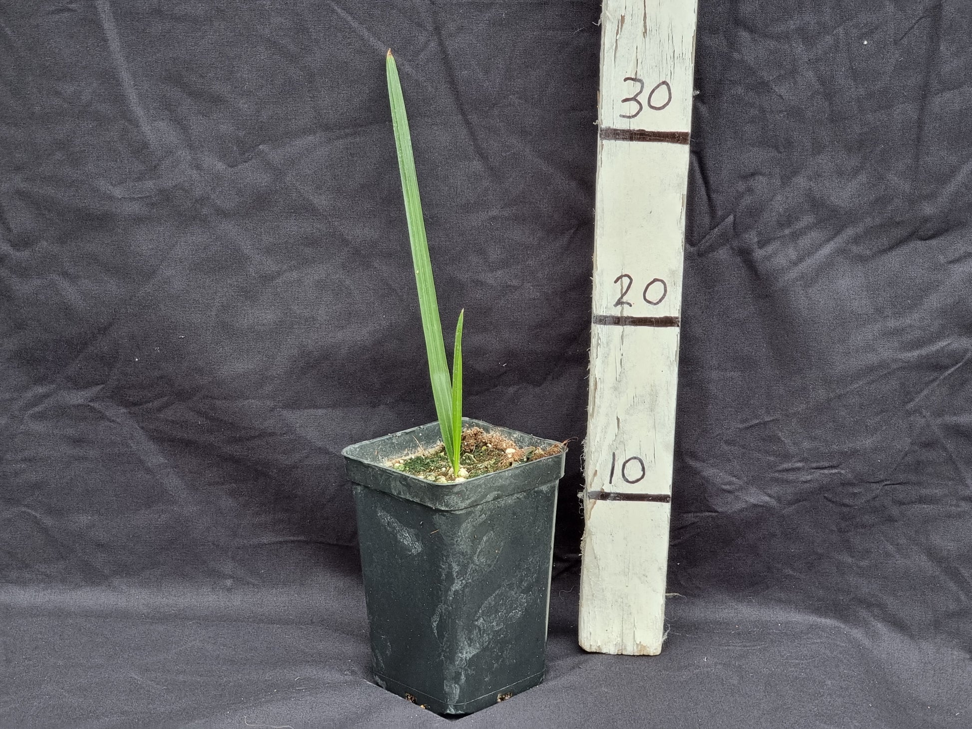Phoenix canariensis X loureiroi var. Humilis ''Kashmir''